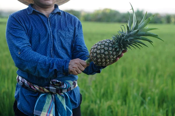Yakın çiftçi elleri organik ananas meyvesi tutar. Kavram: Tayland 'da tarım mahsulü. Taylandlı çiftçiler satmak, aile içinde yemek yemek ya da komşuya paylaşmak için ananas yetiştirirler. mevsimlik meyveler.   