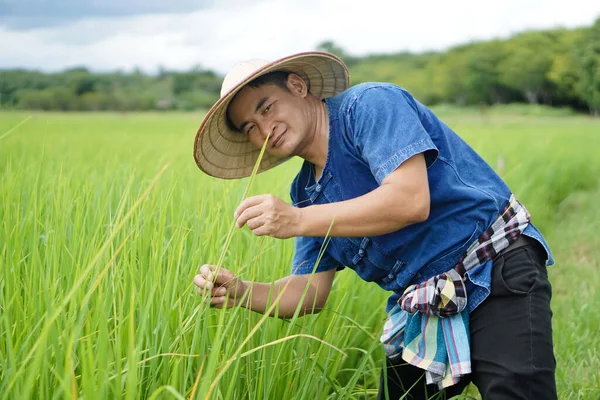 アジアの男性農家は帽子と青いシャツを着用し 水田での稲の成長と病気をチェックしています 農業職業 有機農業 気をつけて — ストック写真
