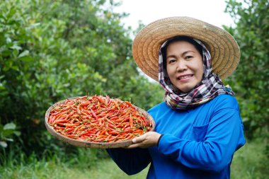 Mutlu Asyalı kadın çiftçi bahçede, şapka takıyor, mavi gömlek giyiyor, kırmızı biber tablası tutuyor. Kavram: Yerel tarım çiftçiliği. Rahat bir yaşam tarzı. Çiftçi memnun. Organik ürünler.      