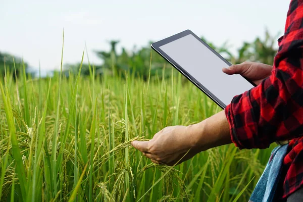 Closeup farmer uses smart tablet to check growth and diseases of plants at paddy field. Concept : smart farmer, use technology in agriculture. Agriculture research through internet device.