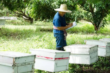 Asian man farmers is surveying and inspecting wooden beekeeping boxes in the orchard for raising bees. Do research to develop quality. Concept : Business beekeeping industry  for honey in orchards.   