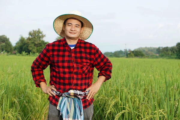 Hombre Asiático Agricultor Está Campo Arroz Lleva Sombrero Camisa Cuadros — Foto de Stock