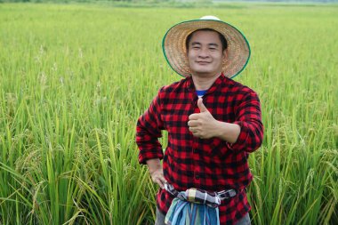Asyalı çiftçi çeltik tarlasında, şapka takıyor, kırmızı ekose gömlek giyiyor, kendini güvende hissediyor. Tarım işgali kavramı. Doğayla çalışmak. Organik tarım.    