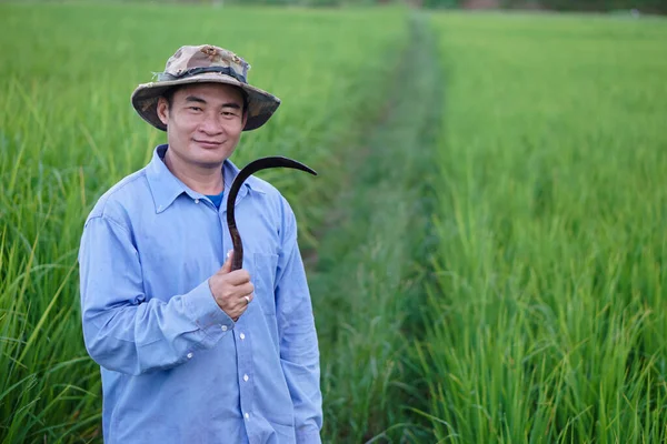 Agricoltore Maschio Asiatico Sta Piedi Tiene Falce Risaia Concetto Agricoltura — Foto Stock