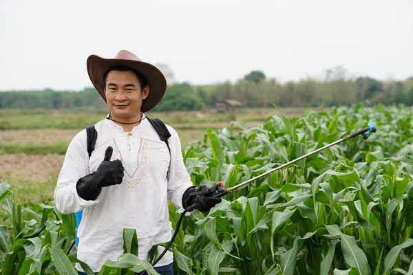 Hezký Asijský Zahradník Rozprašuje Organické Hnojivo Zeleném Kukuřičném Poli Koncept — Stock fotografie