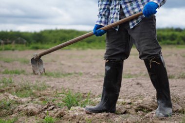 Çiftçi lastik çizme giyer ve toprak kazmak ve çim otlarından kurtulmak için çapa tutar. Konsept: Organik tarım. Kimyasal yok. Herbisit yerine geleneksel manüel araç kullanmak. Sıfır kirlilik.
