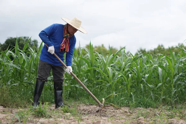 Asian farmer is working at maize garden, wears rubber boots and holds a hoe to dig soil and get rid of grass weeds. Concept : organic farming. No chemical. Using traditional eco friendly manual tool.