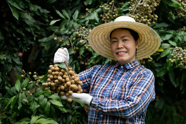 Portrait of happy Asian woman farmer is at orchard,  wears hat, plaid shirt, holds longan fruit, feels proud. Concept : Thai farmers grow organic longan as an export agriculture product of Thailand.