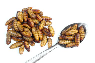 Kızarmış krizalit beyaz arka planda izole edilmiş. Konsept: Garip yemek. Geleneksel Tayland sokak yemekleri, yenilebilir solucanlar. Garip yemekler. Böcek yiyor. Yüksek protein.     