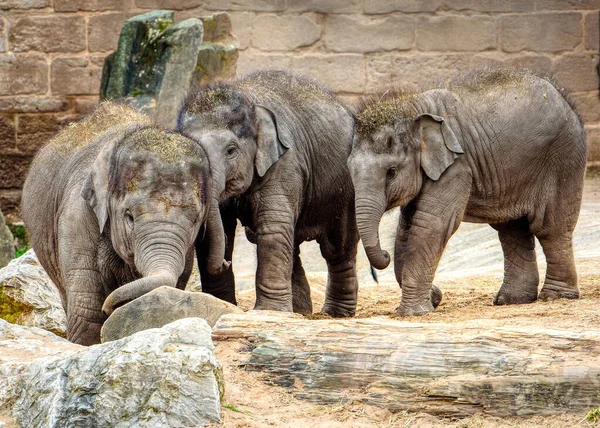 Bebé elefantes indios terneros juegan juntos en el zoológico de Chester — Foto de Stock
