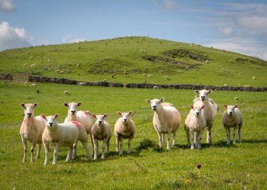 Peak District 'te bir koyun sürüsü