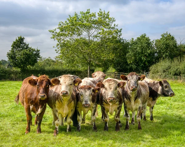 Nadir bir cins Shorthorn sığırı sürüsü