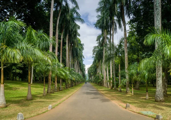 Королевский ботанический сад в Канди — стоковое фото