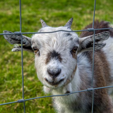 Yavru bir keçi bakar ve tel örgüyle çerçevelenir.