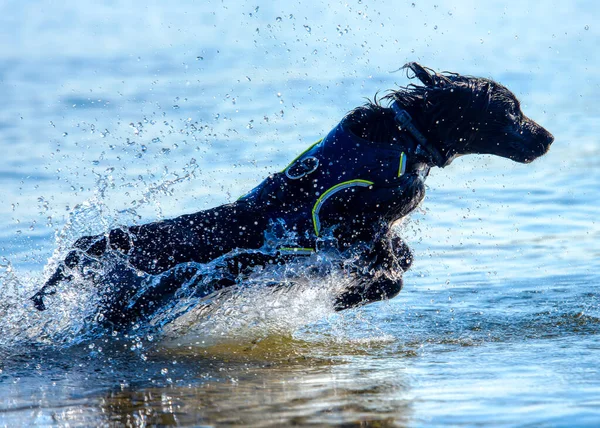 Coniston 'daki gölde sudan atlayan bir cocker spaniel. Yüksek kalite fotoğraf