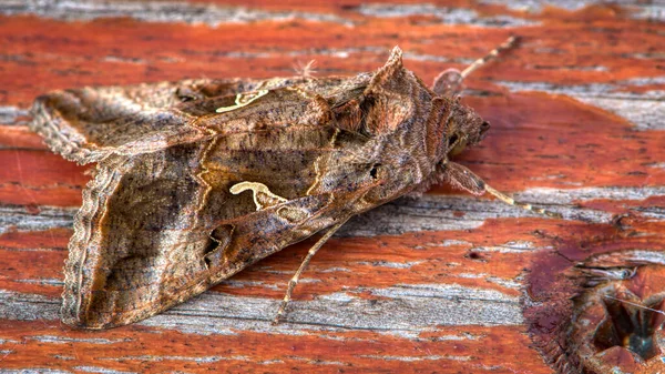 Silver Autographa Gamma Migratory Moth Family Noctuidae High Quality Photo — Stock fotografie