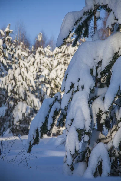 Día Soleado Invierno Bosque — Foto de Stock