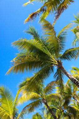 Gökyüzünün etrafında hindistan cevizi ağaçları