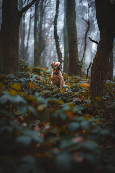 Cão Solitário Selva — Fotografia de Stock