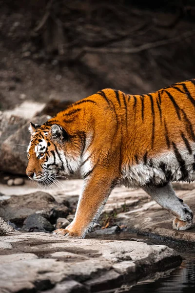 Фотографии Королевского Бенгальского Тигра — стоковое фото