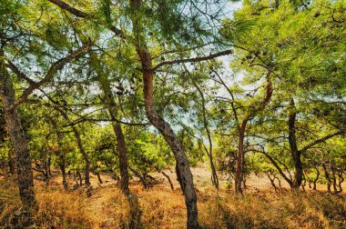 Denizin yanındaki ağaçlar