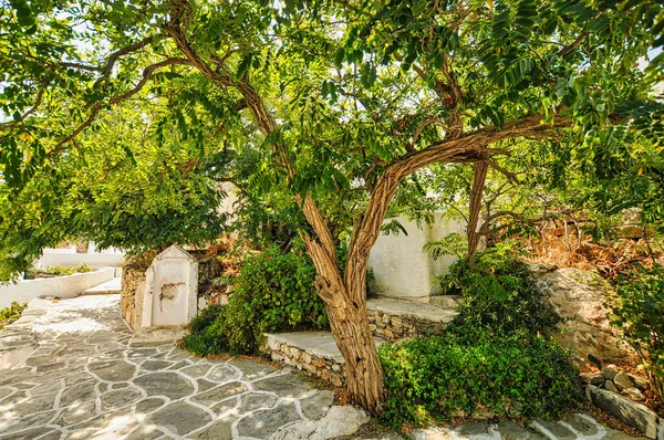 Strom ve vesnici Chora na ostrově Sikinos Řecko — Stock fotografie
