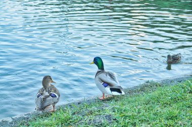 Polonya 'daki Krakow nehrinde ördekler