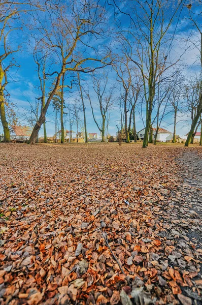 Paysage Automne Avec Parc Plein Feuilles Wschowa Une Petite Ville — Photo