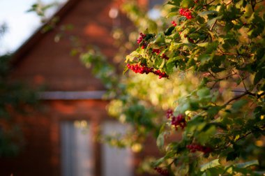Sonbaharda bir kır evinin arka planında böğürtlen olan Hawthorn ağacı