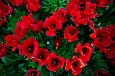 Kırmızı lalelerin üst görünümü alanı