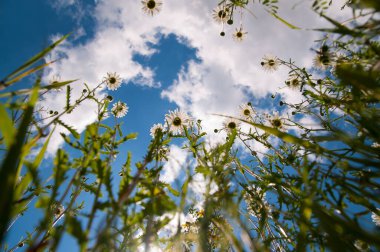 Papatya tarlası, bulutlu mavi gökyüzü.