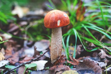 Arka planda Aspen Leccinum de lapsis folia