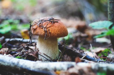 Düşen yaprakların arka planında beyaz mantar Boletus edulis