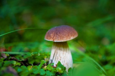 Yeşil yapraklı beyaz mantar Boletus edulis
