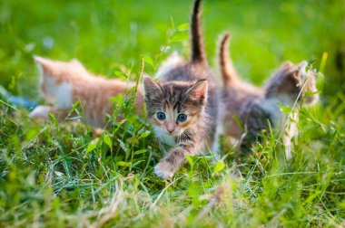 Üç renkli kedi yeşil çimlerde yürüyor.