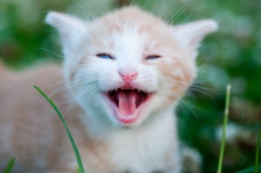 Yakın plan bir kedi portresi, yüksek sesle miyavlamalar, dişler görünür.