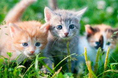 Otların üzerinde üç farklı renk kedi yavrusu