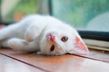 White kitten playing on the balcony clipart