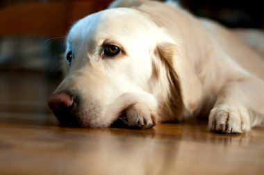 Golden Retriever cinsinin bir yoldaşı güneş ışınlarında yerde yatıyor.