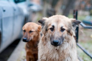 Şehirde iki sokak köpeği var.