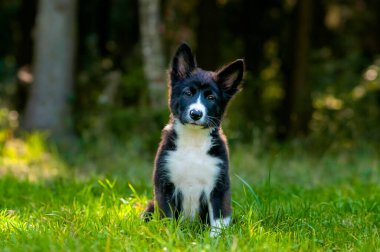 Ormanın kenarındaki yeşil çimlerde oturan büyük kulaklı sevimli siyah beyaz köpek yavrusu.