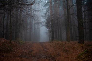 Karanlık bir sonbahar ormanı ve sise doğru giden bir yol.
