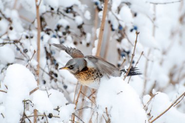 İyi beslenmiş bir dağ ardıcı kuşu bir dikenin dallarında oturur.