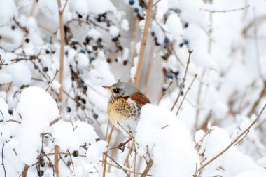 İyi beslenmiş bir dağ ardıcı kuşu bir dikenin dallarında oturur.