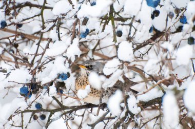 İyi beslenmiş bir dağ ardıcı kuşu bir dikenin dallarında oturur.
