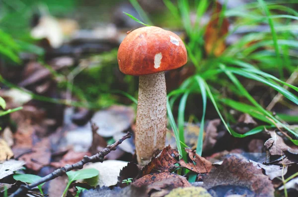 Arka planda Aspen Leccinum de lapsis folia