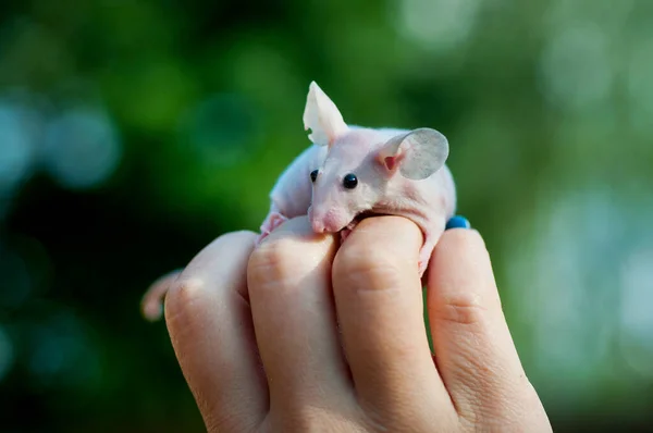 Big Eared Naked Mouse Sphinx Man Arm — Stock Photo, Image