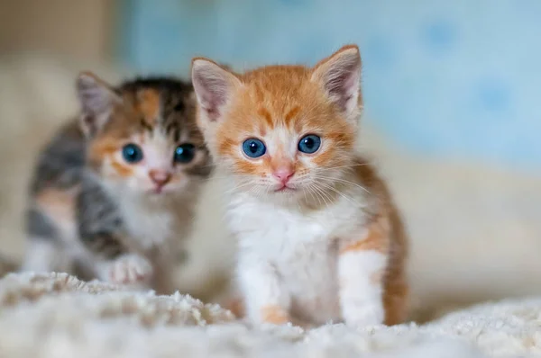 Zwei Kätzchen Geschwister Spielen Hause — Stockfoto
