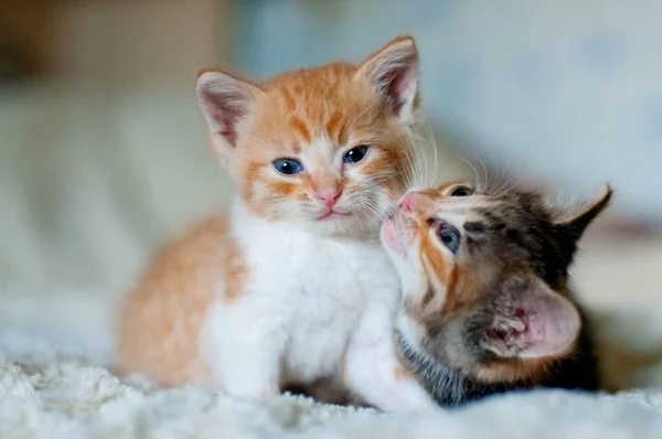 Dois Gatinhos Irmão Irmã Jogar Casa — Fotografia de Stock