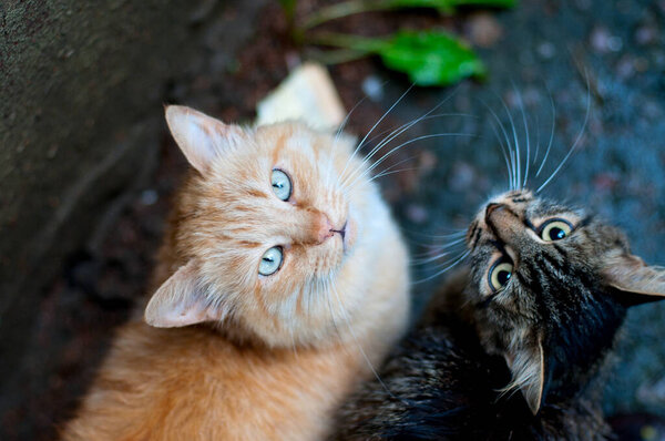 Two stray cats, top view